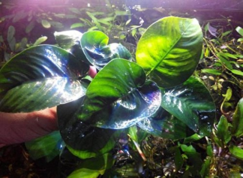 Greenpro (Anubias Barteri Butterfly) Anubias, Java Fern, Moss And More! Freshwater Live Aquarium Plants On Driftwood For Aquatic Tropical Fish Tank Decorations - Easy To Drop #TOP4