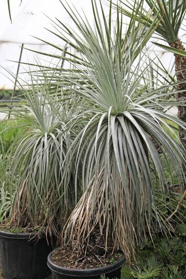 Amazon.co.jp: 【種子】Puya coerulea var. Violacea◇プヤ属