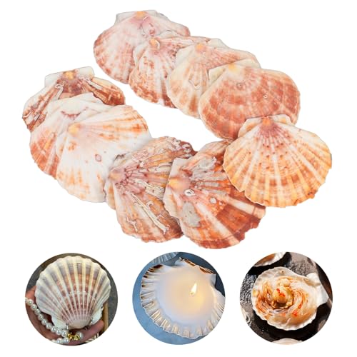 10 unidades branco grandes conchas naturais, 10 - 12 cm, conchas de mar decoração, durabilidade concha de vieira, cozinha, concha natural de praia para artesanato, peixes e enchimentos de vasos