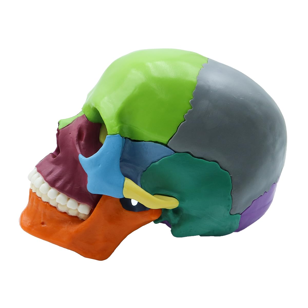 Modello di Teschio Umano Colorato Rimovibile, Modello di Cranio Scheletro a Grandezza Naturale Include 15 Pezzi, Modello di Anatomia del Cranio Medico per Apprendimento