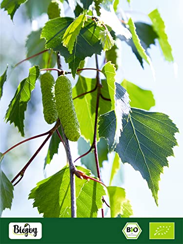 Biojoy BIO-Birkenblättertee (250 g), Birkenblätter getrocknet und geschnitten (Betula pendula)