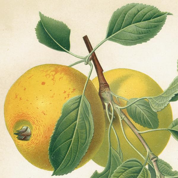 antique ドイツの果実学 リンゴ 植物画 豪華目額装 ドイツの果実学