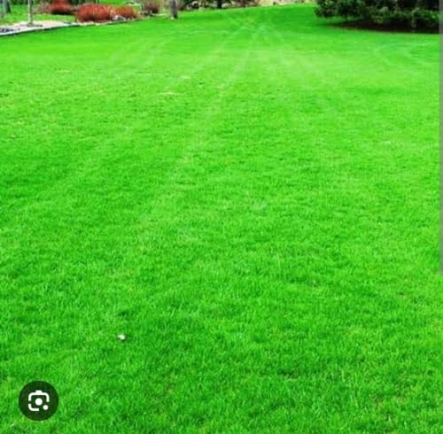 Image of Imported Bermuda Grass Seeds, American Variety, Fast Germination, Heat Resistant, Low Maintenance, Green Turf (400gms)