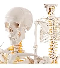 Amazon.co.jp: KIYOMARU 54cmのリアルな筋肉人体模型 約1/4サイズの