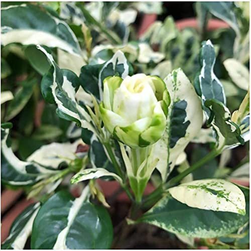 Florona Rare Gardenia jasminoides variegated cape jasmine, Gandharaja flower Plant 1 Live Plant On Poly Bag (B09FTJPDJJ) Amazon Price History, Amazon Price Tracker