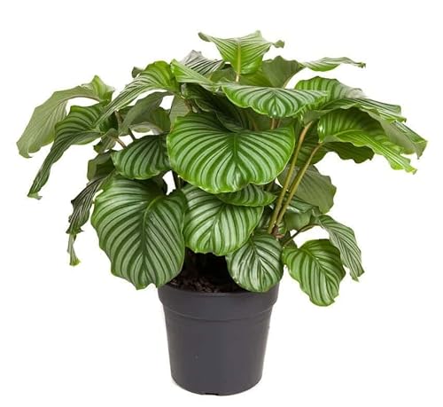 Calathea Orbifolia Planta Natural de Interior para Decorar el Hogar Cover
