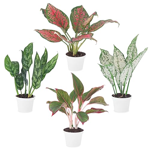 Aglaonema Live Plant Collection (4-Pack) - Chinese Evergreen Plants in 2-Inch Pots | Easy-Care Indoor Houseplants | Perfect for Low Light Office Decor and Air Purification