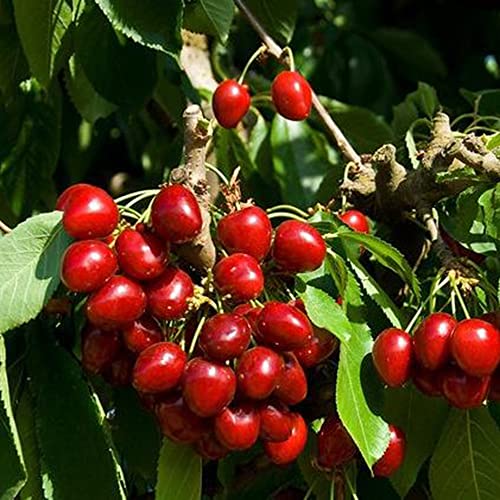 Fruit Seeds For Planting Dwarf Cherry Tree Seeds 10 Pcs Non-Gmo Organic Prunus Cerasus Seeds Fresh Tropical Indoor Outdoor Prunus Fruticose Seed Gardening Gifts #TOP7