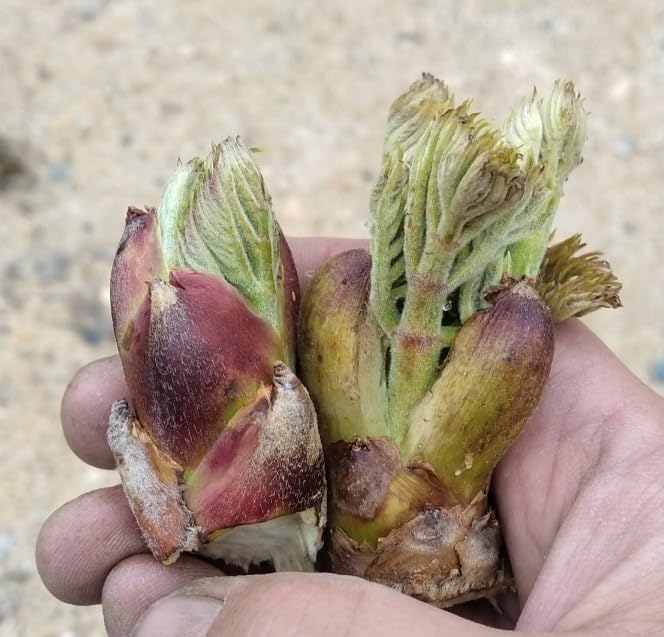 Amazon | 北海道産 朝採り タラの芽 15個 たらの芽 | ノーブランド品 