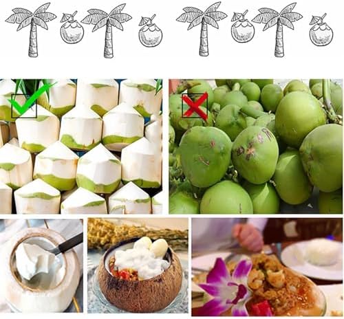 Coconut Opener Tool Set, Efficient and Safe Coconut Cracking Kit for Kitchen Use, Stainless Steel Material (White)