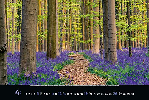 Magische Wälder 2020