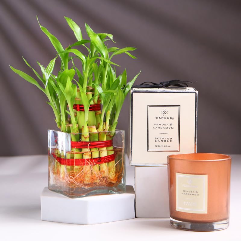 FlowerAura Premium Air Purify Live 2 Layer Bamboo Plant In Pot With Candle For Home & Office Decor, Christmas Gift, New Year Gift, Wedding Gift, Anniversary Gift & Birthday Gift (Same Day Delivery)
