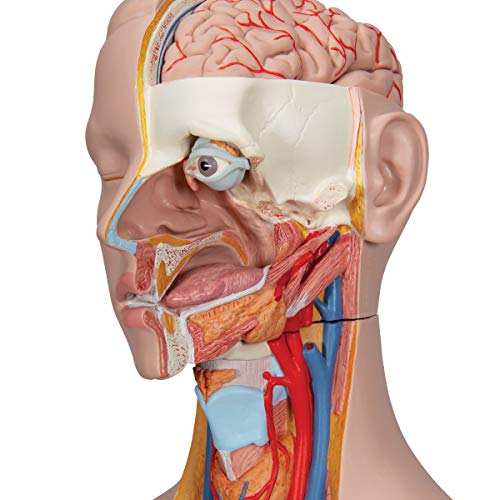 Image of 3B Scientific B35 Deluxe Dual-Sex Torso opened back 28-part - 3B Smart Anatomy