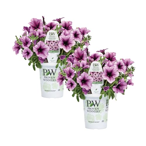Proven Winners Petunia Plant - Supertunia Bordeaux - 2 Pack - Annual Flower for Spring & Summer Blooms - 6 Tall x 6 Wide 1.56 Pt Pot