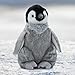 The Petting Zoo Penguin Chick Stuffed Animal Plushie, Gifts for Kids, Wild Onez Sealife Animals, Penguin Plush Toy 12 Inches