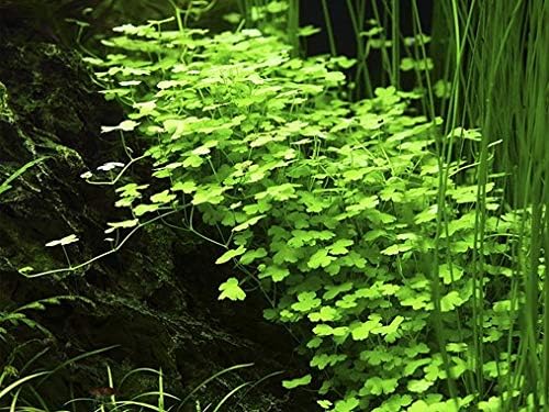Tissue Culture Live Aquarium Plants - Dwarf Pennywort for Small Aquariums