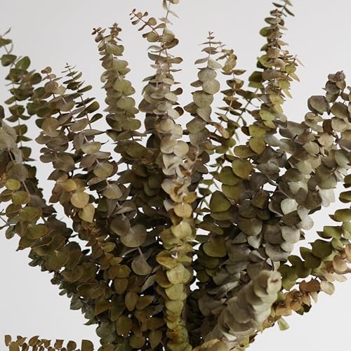 10 piezas de hojas secas de eucalipto para decoración miniatura 3