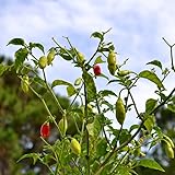Sweet Datil Pepper - 20 Seeds (Capsicum Chinense) - From St. Augustine, Florida.