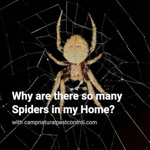 Why are there so many Spiders in my Home?