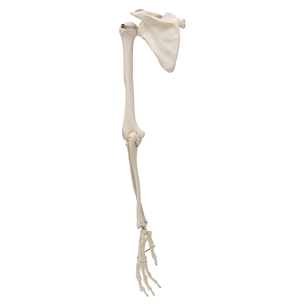3B Scientific A46 Armskelett mit Schulterblatt und Schlüsselbein-Modell plus kostenlose Anatomie-Software: 3B Smart Anatomy