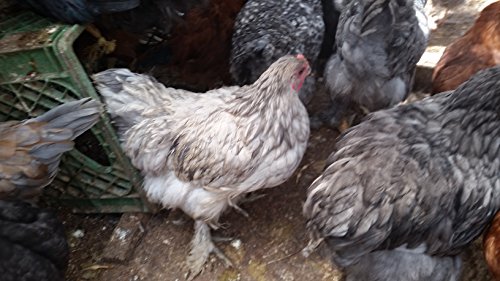 6 Fertile Chicken Hatching Eggs - Thumbnail 4