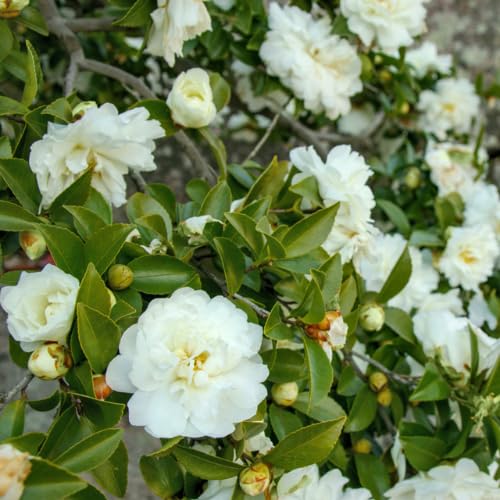 Amazon.com : Colorful Camellia Japonica Live Plant Large Flowers, Camellia  Bush Tree in 4 Inc Pot for Planting, 5-10 Inches in Tall (White) : Patio,  Lawn & Garden
