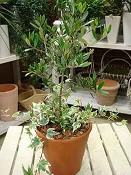 超特大オリーブの木 バスケット 芸術品 女神アテナからの贈り物