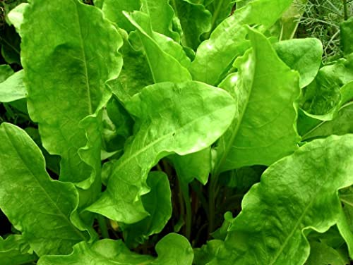 Garden Sorrel 2000+ Seeds For Planting Non-Gmo #TOP3
