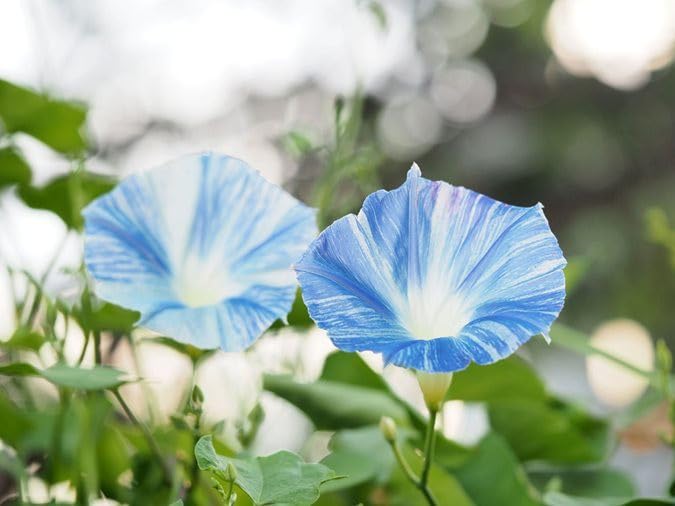 Willvine Ipomoea tricolor ‘Flying Saucers’-RXI-8Z-image-29