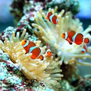 Amazon Co Jp 人気の海水魚ランキング Amazon Co Jp 人気の海水魚ランキング