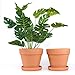 Terracotta plant pots