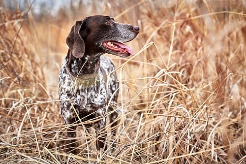 Algoods Complete Dry Dog Food with Chicken 10kg, High Protein Dog Food Dry for Working Dogs, Dog Biscuits for Large and Small Breeds - Image 7