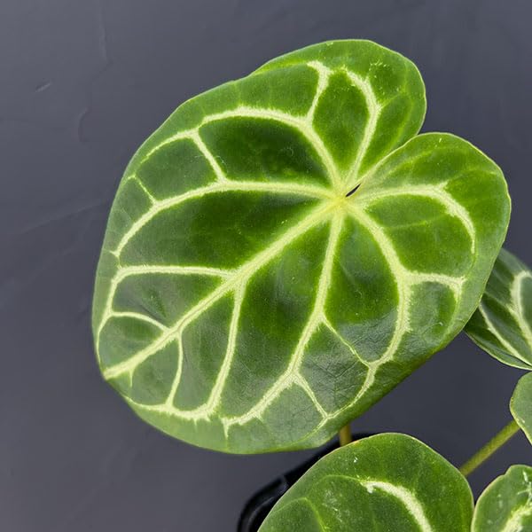 Amazon｜アンスリウム：ドラヤキ×クリスタリナム 3.5号ポット[木村園芸