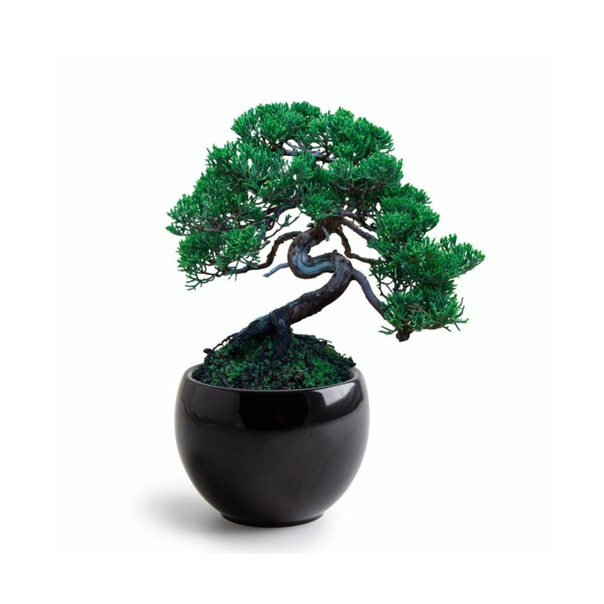 Radis et Capucine - Kit Bonsaï - Pin Parasol