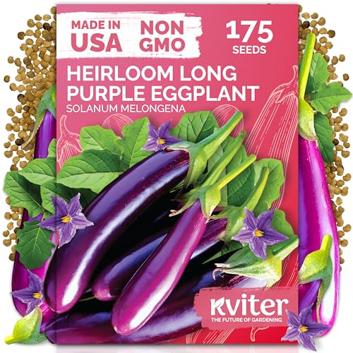 KVITER 175 Long Purple Eggplant Seeds (Solanum melongena) Asian Eggplant Dark Purple Italian Egg Plant Seed Packets Heirloom Vegetable Seeds for Planting Outdoors & Indoor Garden Containers Beds