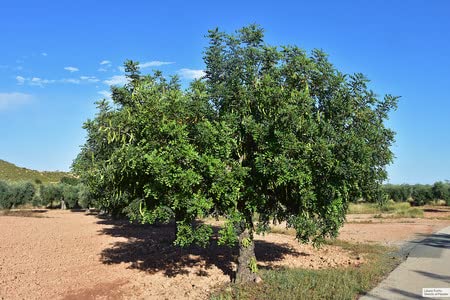 Pack De 3 Algarrobos (Ceratonia Siliqua) De 15-20cm - Árbol Resistente A Sequías, Ideal Para Reforestación Y Sombra - Frutos Nutritivos - Bajo Mantenimiento