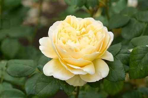 30 semillas de rosas amarillas dobles, semillas de rosas para plantar, arbustos de rosas perennes para jardín