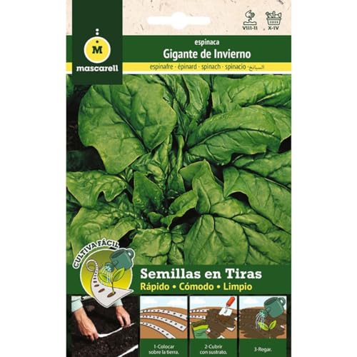 Mascarell Semillas, ESPINACA GIGANTE INVIERNO, Cultiva Fácil, Crea tu Propio Huerto en Casa, Tira 5 Metros