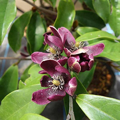 Amazon.co.jp: オガタマノキ：パープルクイーン5号ポット[印象的な紫