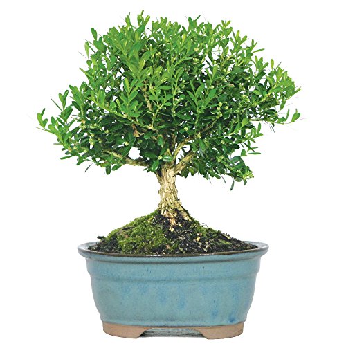 Best Boxwood Bonsai Tree Where to Buy?