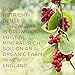 Surthrival: Organic Schizandra (Schisandra) Extract, New England Grown (2oz), Enjoy Many Benefits of the Famous “Five-Flavored Berry”