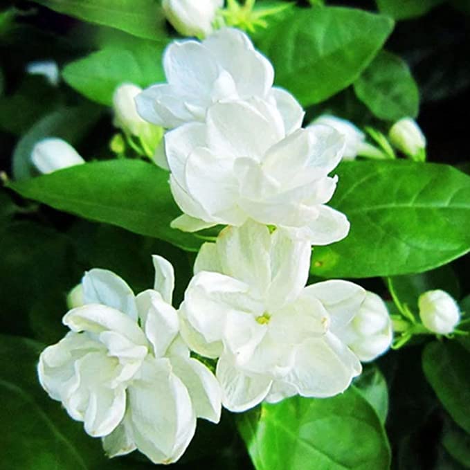 WoFLoo Mogra Double - Arabian Jasmine Fragrance Live Flower Plants (B0B2P484DM) Amazon Price History, Amazon Price Tracker