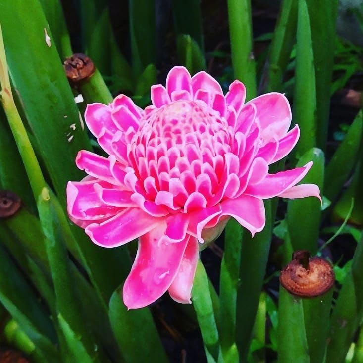 Ritz Farming Torch Ginger Lily Flower Bulbs | pink Flowering bulbs for Gardening Pack of 1 bulbs (B0CTHQYXHK) Amazon Price History, Amazon Price Tracker