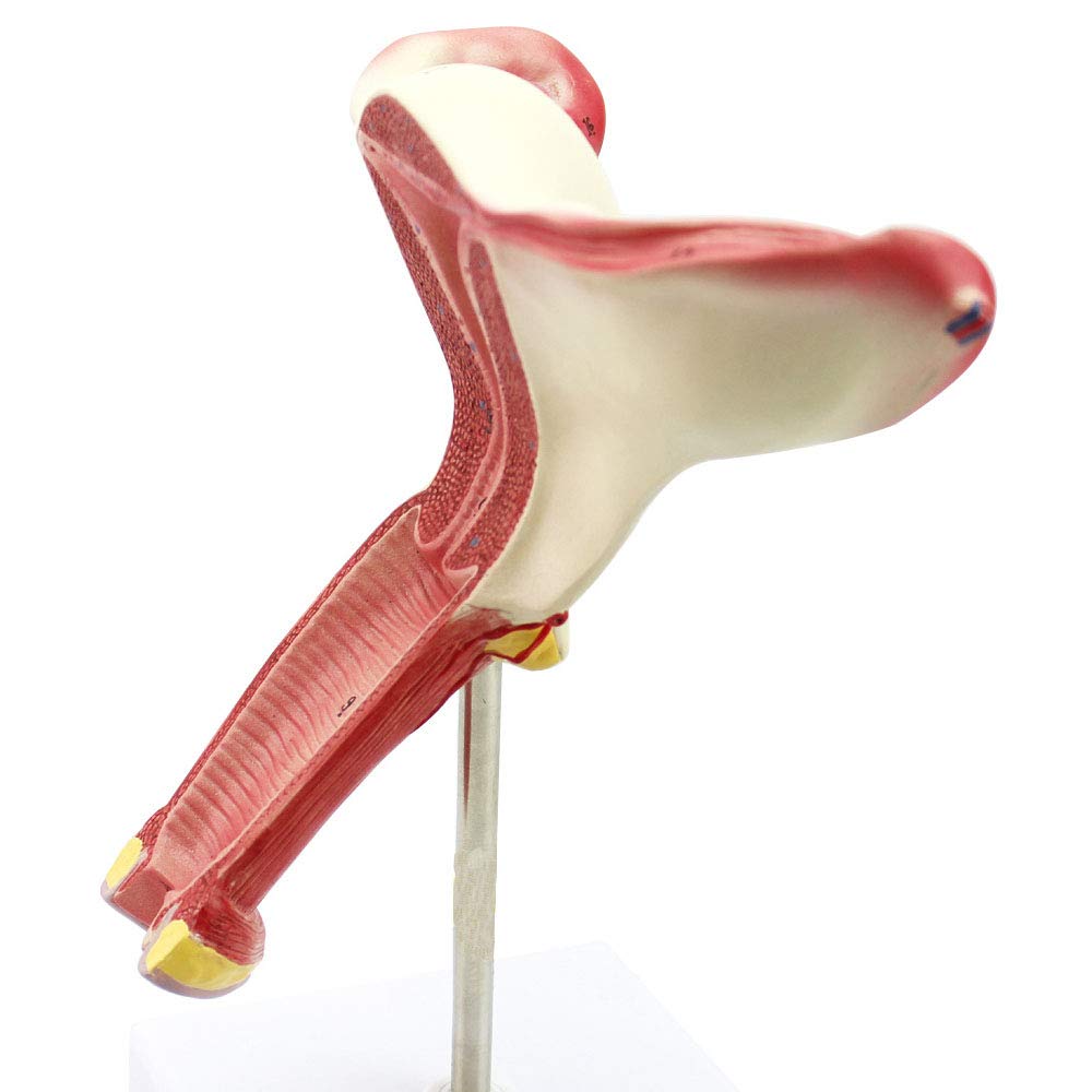 Ovarial-Eileiter-Modell, verwendet for die Uterus-medizinische Lehre