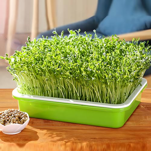 LeJoy Garden Seed Sprouter Tray BPA Free PP Soil-Free Big Capacity Healthy Wheatgrass Grower with Lid Sprouting Kit 13.4x9.84x4.72 inches - Image 3