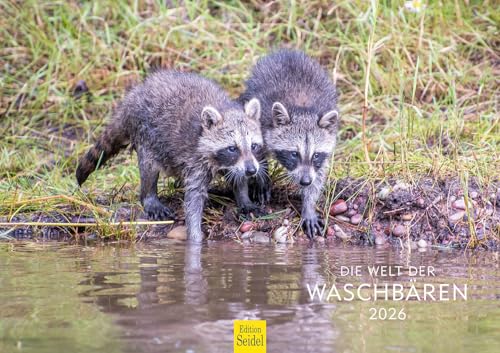 Edition Seidel Premium Kalender Die Welt der Waschbären 2026 Format DIN A3 Wandkalender Tierkalender Waschbär Nordamerika Welpen Wildtiere Waldtiere
