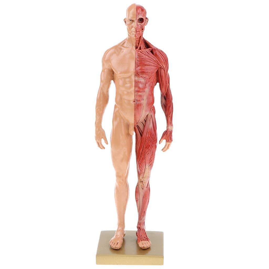 ANATOMY　MALE 　人体模型 Anatomy Tools AnatomyTools