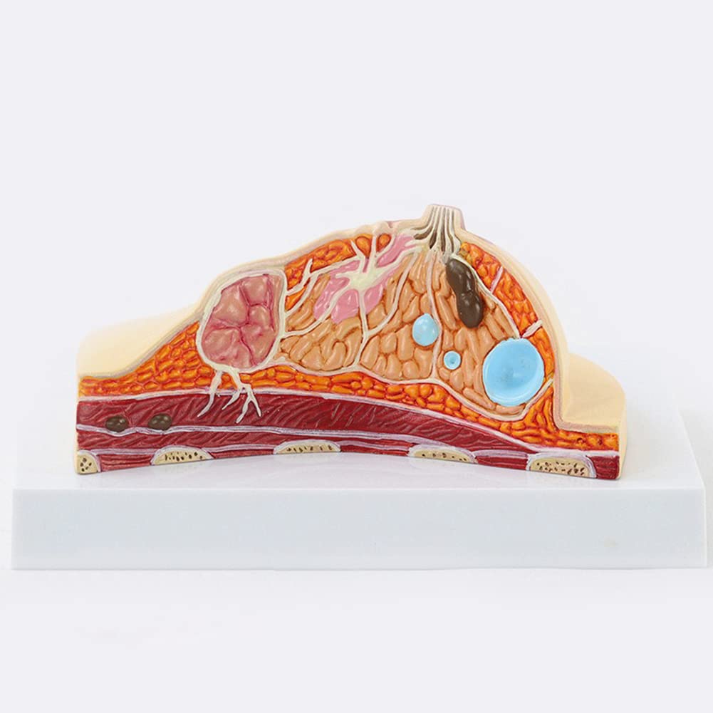 Buy Human Anatomy Model, Human Body Anatomy Replica of with Common ...