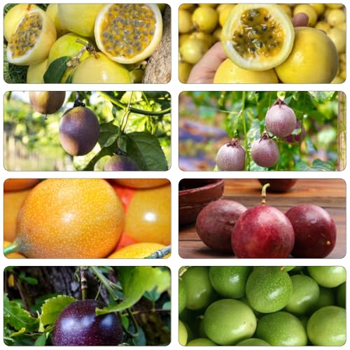 maracuyá sabroso columnares semillas de enanos jardín del balcón columnar comprar cama elevada para balcón granadilla medicinales 50pcs