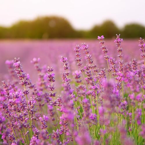 Mixrug 500pcs Mixed Lavender Seeds for Planting, Non-GMO Heirloom Lavender Perennial Flower Seeds Plants, Open Pollinated Beauty Home Garden Flowers in Outdoors Indoors - Image 4